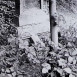 Photo showing Tombstone of the Wiechowski family