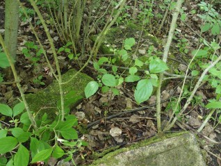 Nagrobek Rozalii Lisowicz. Cmentarz w Kokutkowcach