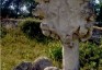 Photo montrant Gravestone of Franciszka Koncur and Franciszka Koncur