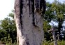 Photo montrant Tombstone of Anna Kolodziej