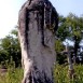 Fotografia przedstawiająca Tombstone of Anna Kolodziej