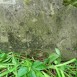 Альтернативний текст фотографії