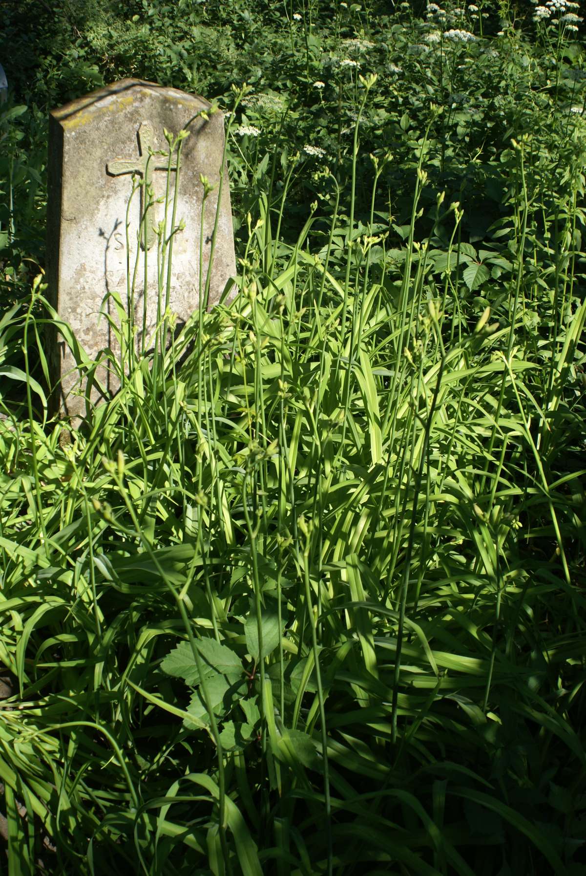 Tombstone of Szczepan Sobczyszyn, Kozówka cemetery