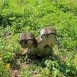 Fotografia przedstawiająca Tombstone N.N.