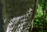 Fotografia przedstawiająca Tombstone of Doe and Victoria Strze[...].