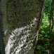 Fotografia przedstawiająca Tombstone of Doe and Victoria Strze[...].