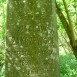 Fotografia przedstawiająca Tombstone of Waclaw Zakrzewski