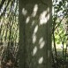 Альтернативний текст фотографії