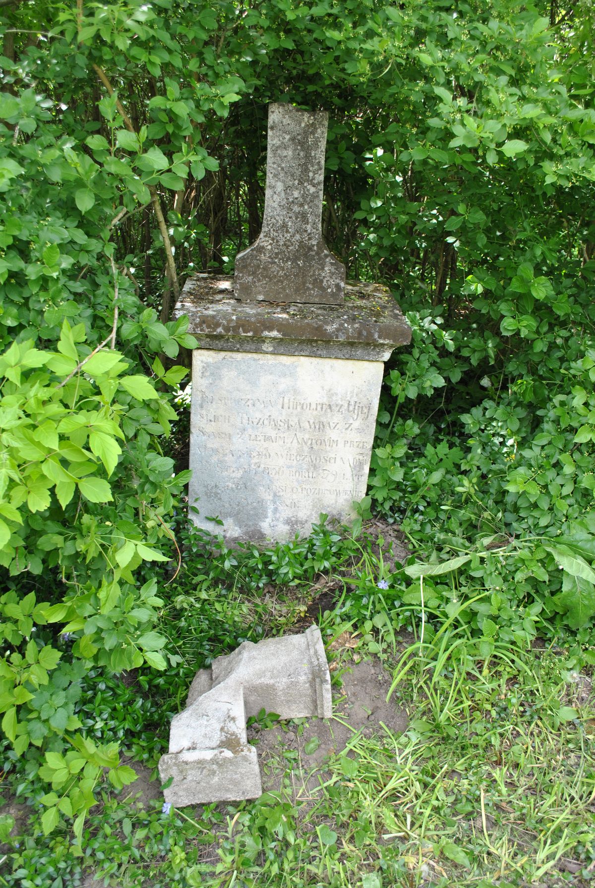 Tombstone of Hipola and Antoni Trzcinski, cemetery in Daraganówka