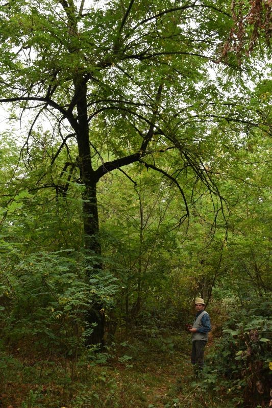 Fotografia przedstawiająca Rewitalizacja dendrarium Ludwika Młokosiewicza, etap II