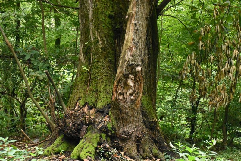 Fotografia przedstawiająca Revitalisation of the Ludwik Mlokosiewicz dendrim, phase II