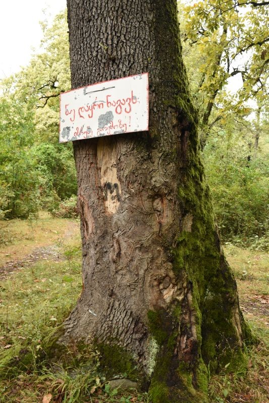 Fotografia przedstawiająca Revitalisation of the Ludwik Mlokosiewicz dendrim, phase II