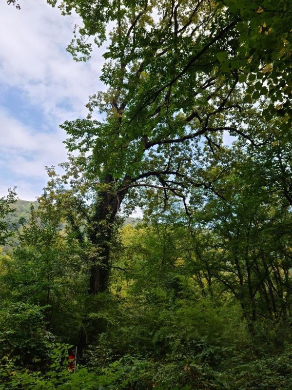 Fotografia przedstawiająca Revitalisation of the Ludwik Mlokosiewicz dendrim, phase II