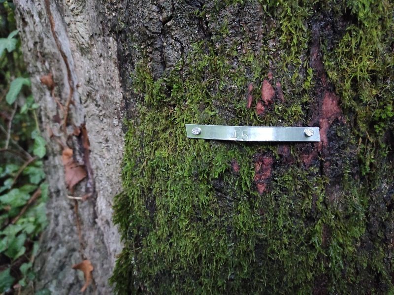 Fotografia przedstawiająca Revitalisation of the Ludwik Mlokosiewicz dendrim, phase II