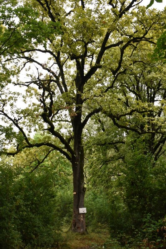 Fotografia przedstawiająca Rewitalizacja dendrarium Ludwika Młokosiewicza, etap II