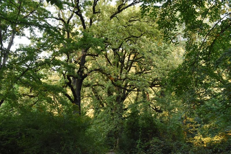 Fotografia przedstawiająca Rewitalizacja dendrarium Ludwika Młokosiewicza, etap II