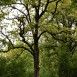 Fotografia przedstawiająca Revitalisation of the Ludwik Mlokosiewicz dendrim, phase II