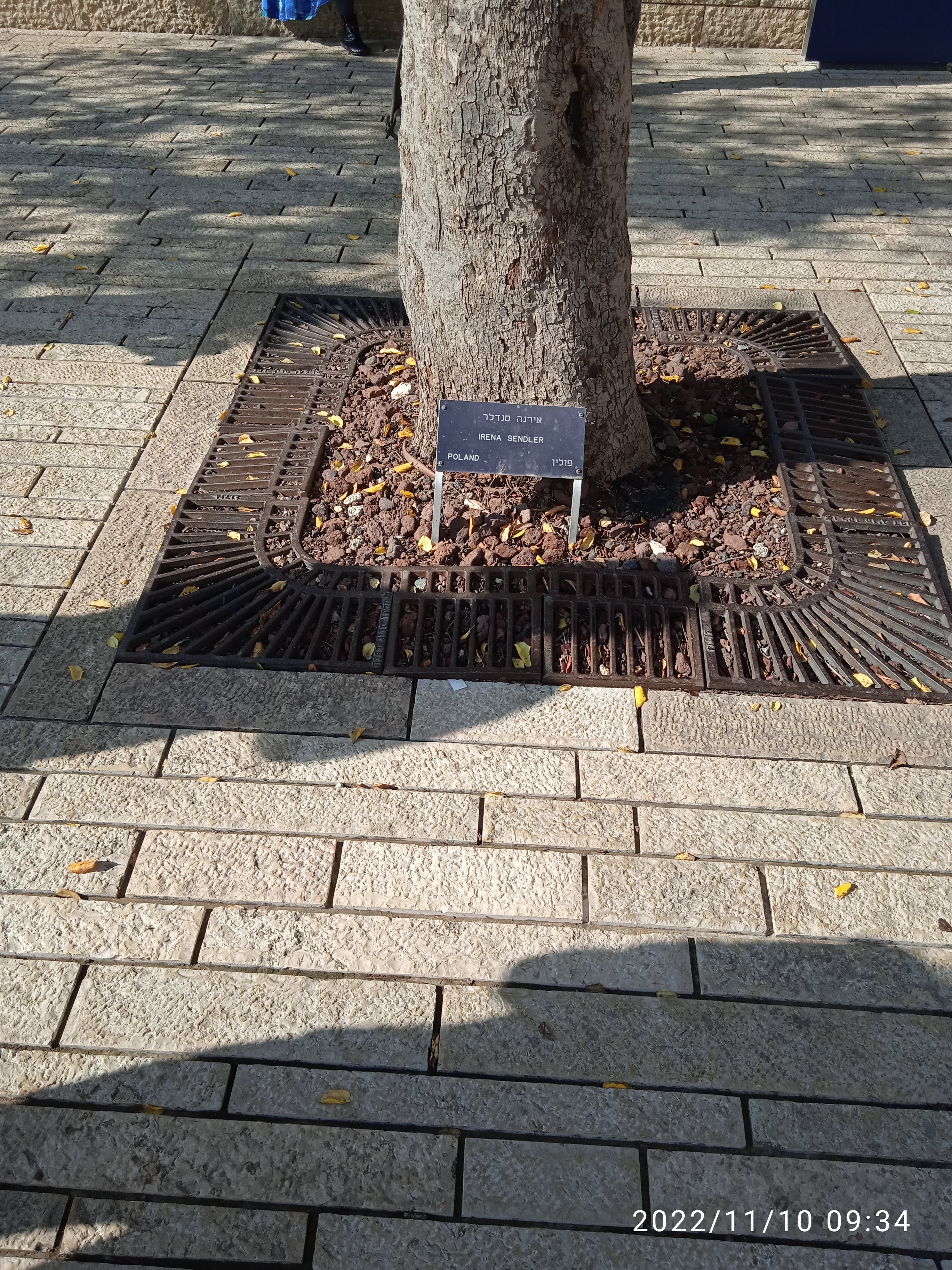 Photo montrant L\'arbre d\'Irena Sendler dans le Jardin des Justes à l\'Institut Yad Vashem à Jérusalem