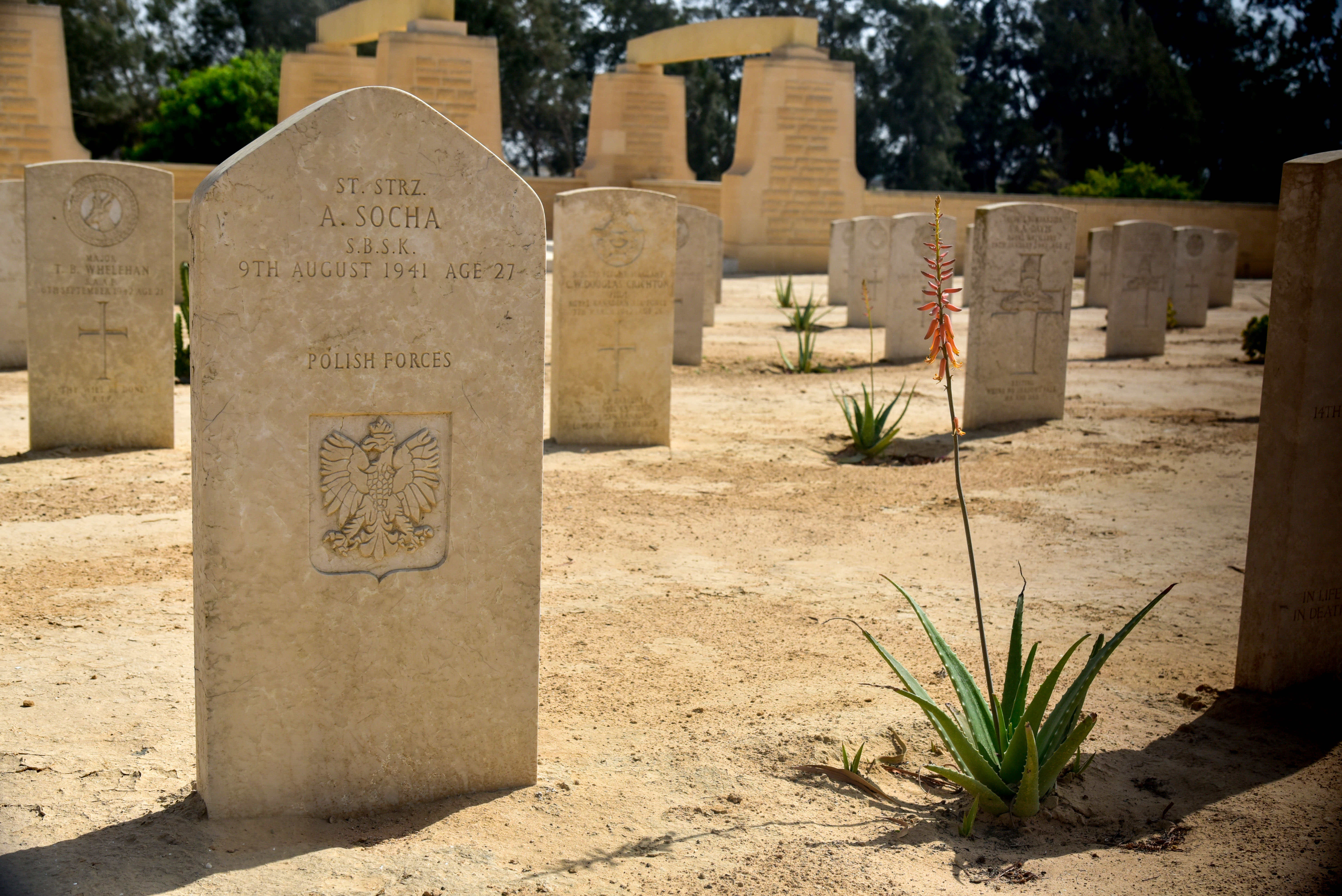 Fotografia przedstawiająca Groby polskich żołnierzy na cmentarzu alianckim w Al-Alamein