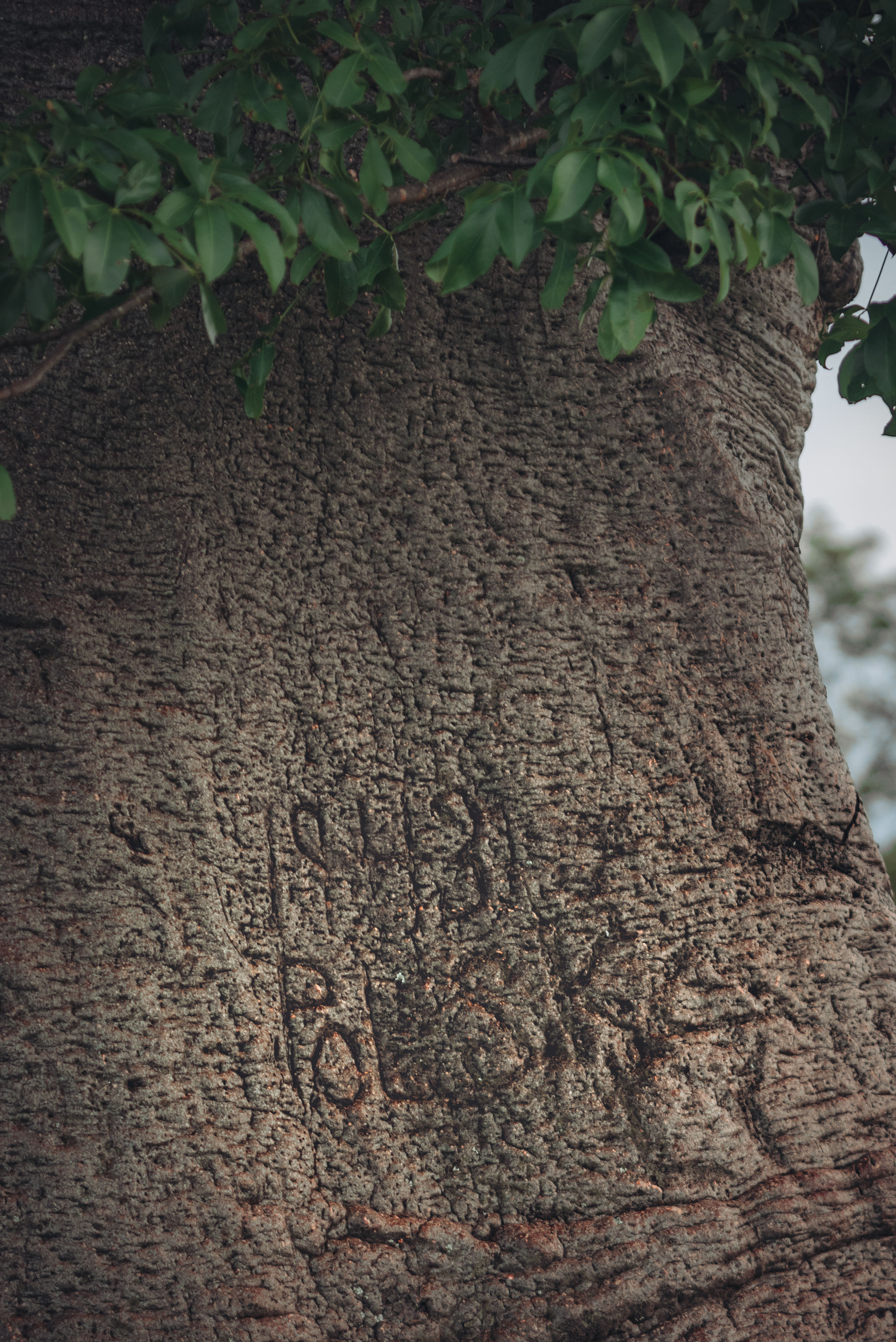Photo montrant Poland 1943\" inscription on a baobab tree in Kondoa