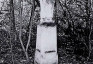 Photo montrant Tombstone of Rozalia Tytuła
