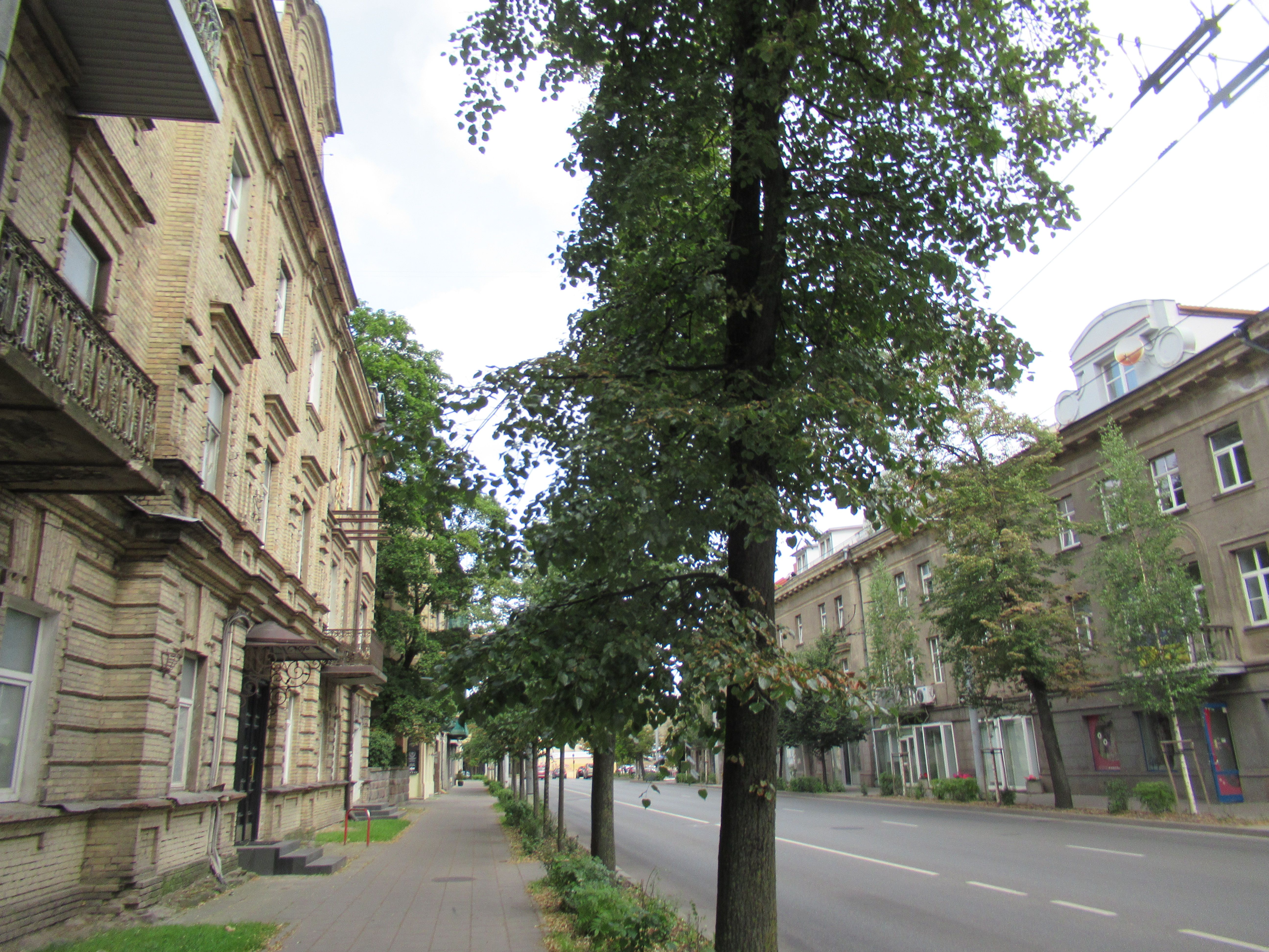 Fotografia przedstawiająca Wileńskie adresy Czesława Milosza