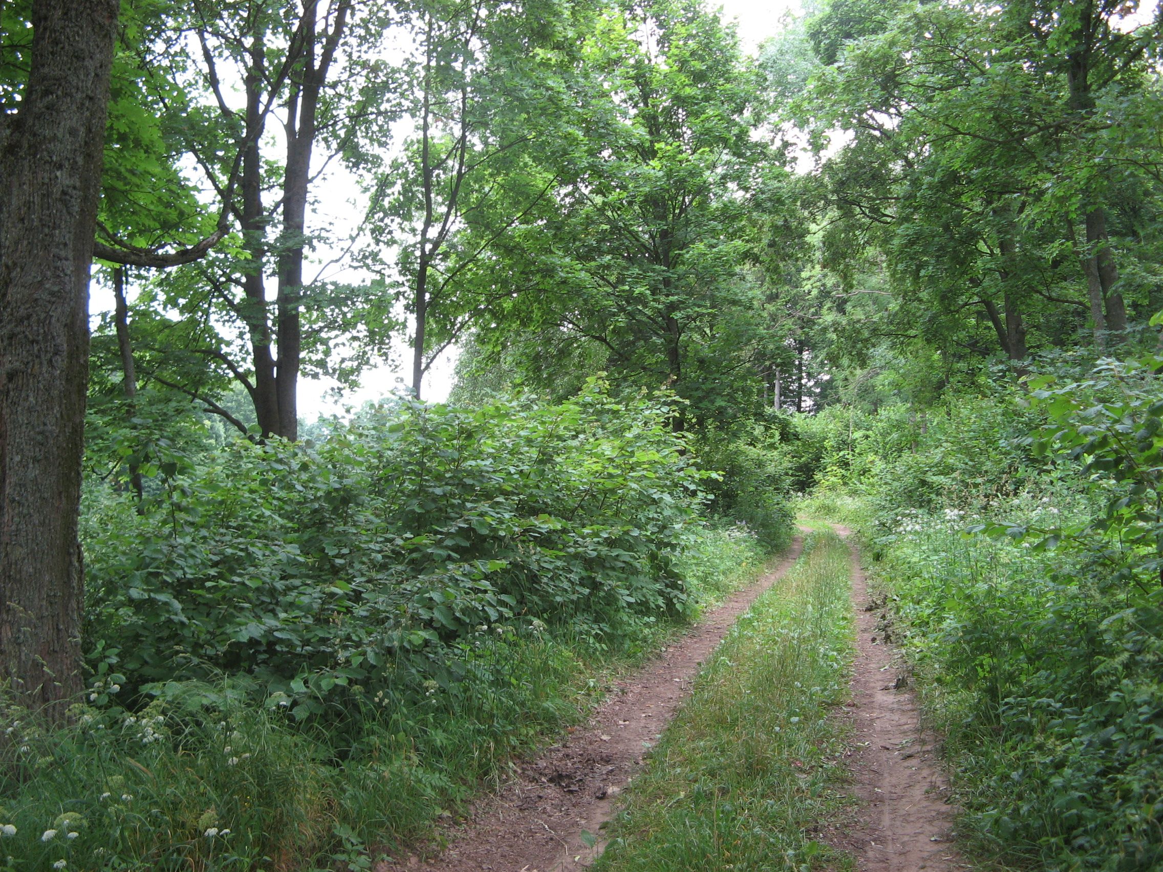 Fotografia przedstawiająca Remains of the Milosz family manor complex in Šetejny