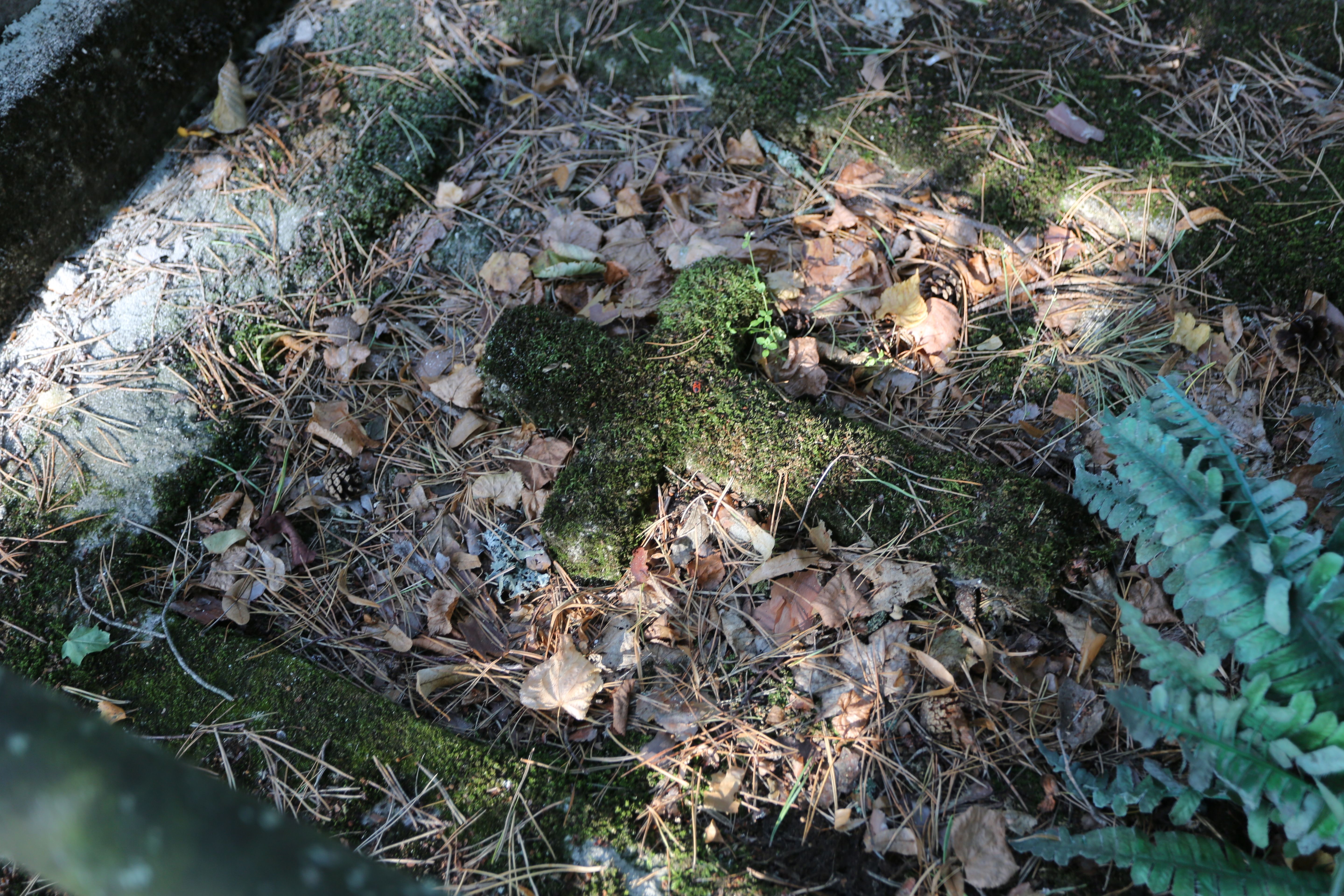 Fotografia przedstawiająca Nagrobek Antoniny Płatkowskiej