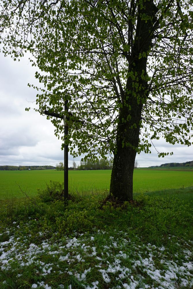 Fotografia przedstawiająca Grób powstańca styczniowego