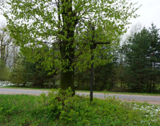 Samotne drzewo przy szosie z metalowym krzyżem oznaczającym grób powstańca styczniowego w pobliżu wsi Bohumiliszki. Grób jest nieoznaczony i otoczony zielenią.
