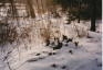 Photo showing Grave of Polish Army soldiers killed in the Polish-Bolshevik war