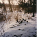 Photo showing Grave of Polish Army soldiers killed in the Polish-Bolshevik war