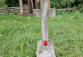 Photo showing Tombstone of Franz Reitmajer