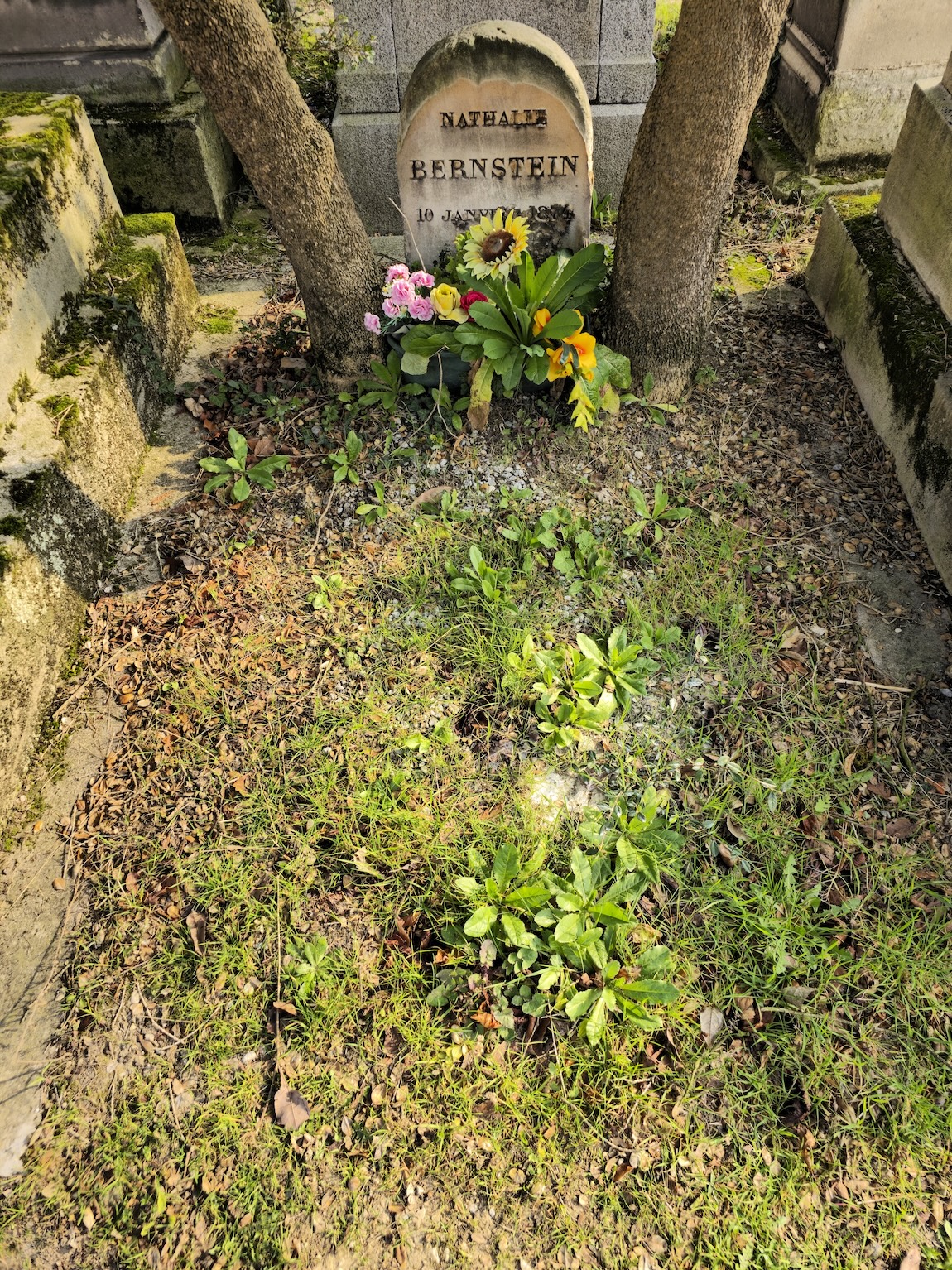 Pierre tombale de Nathalie Bernstein avec un sommet semi-circulaire, encastrée dans le sol. L'inscription indique 'Nathalie Bernstein 10 Jan'. Des fleurs sont placées à la base.