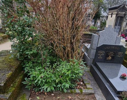 Kamienna opaska z całorocznym krzewem pośrodku, bez widocznej inskrypcji.