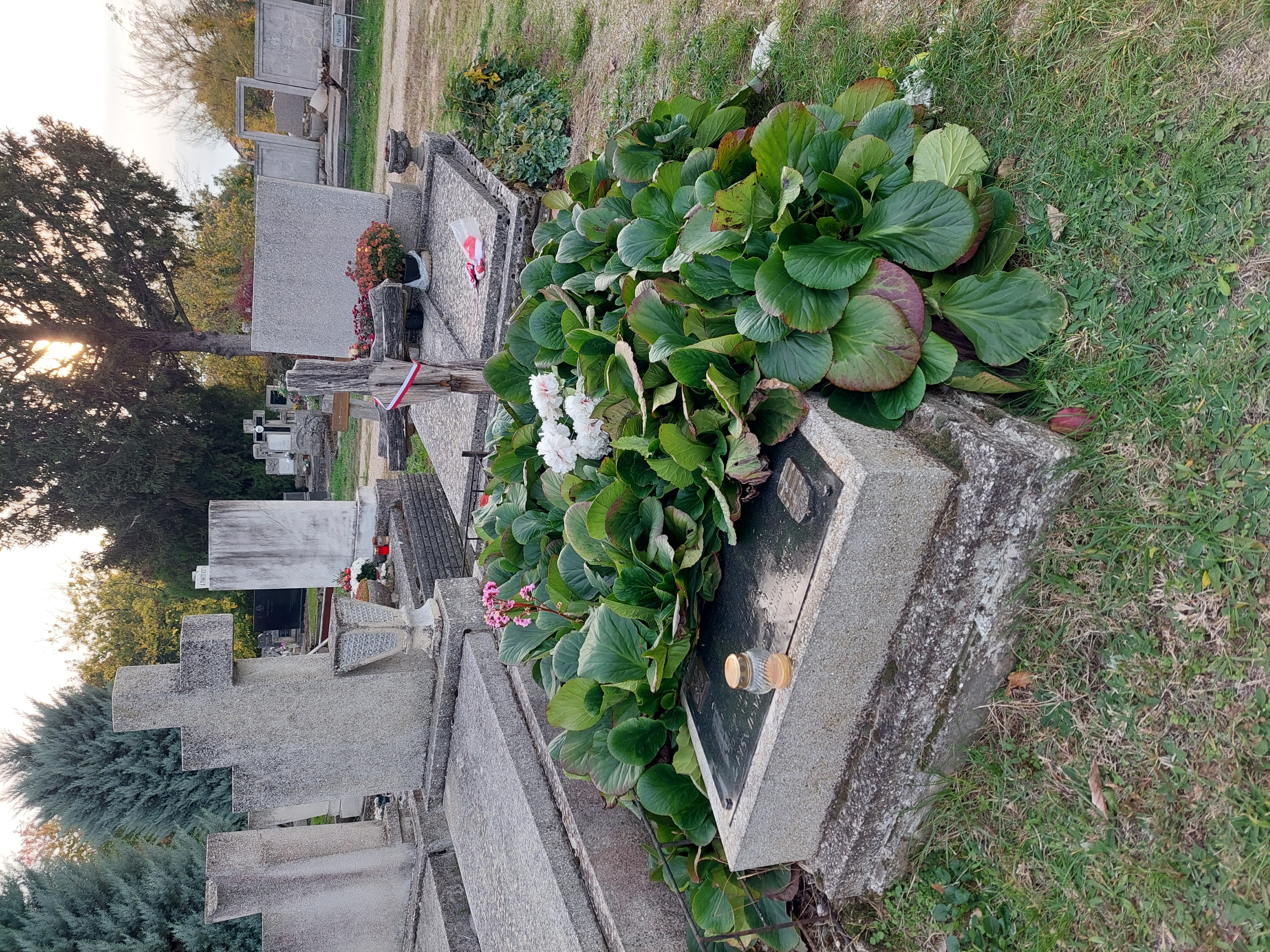 Grave of a Polish refugee with a stone cross and a wooden cross adorned with a ribbon. The grave is covered with green plants and a candle is placed on it. Other graves and trees are visible in the background.