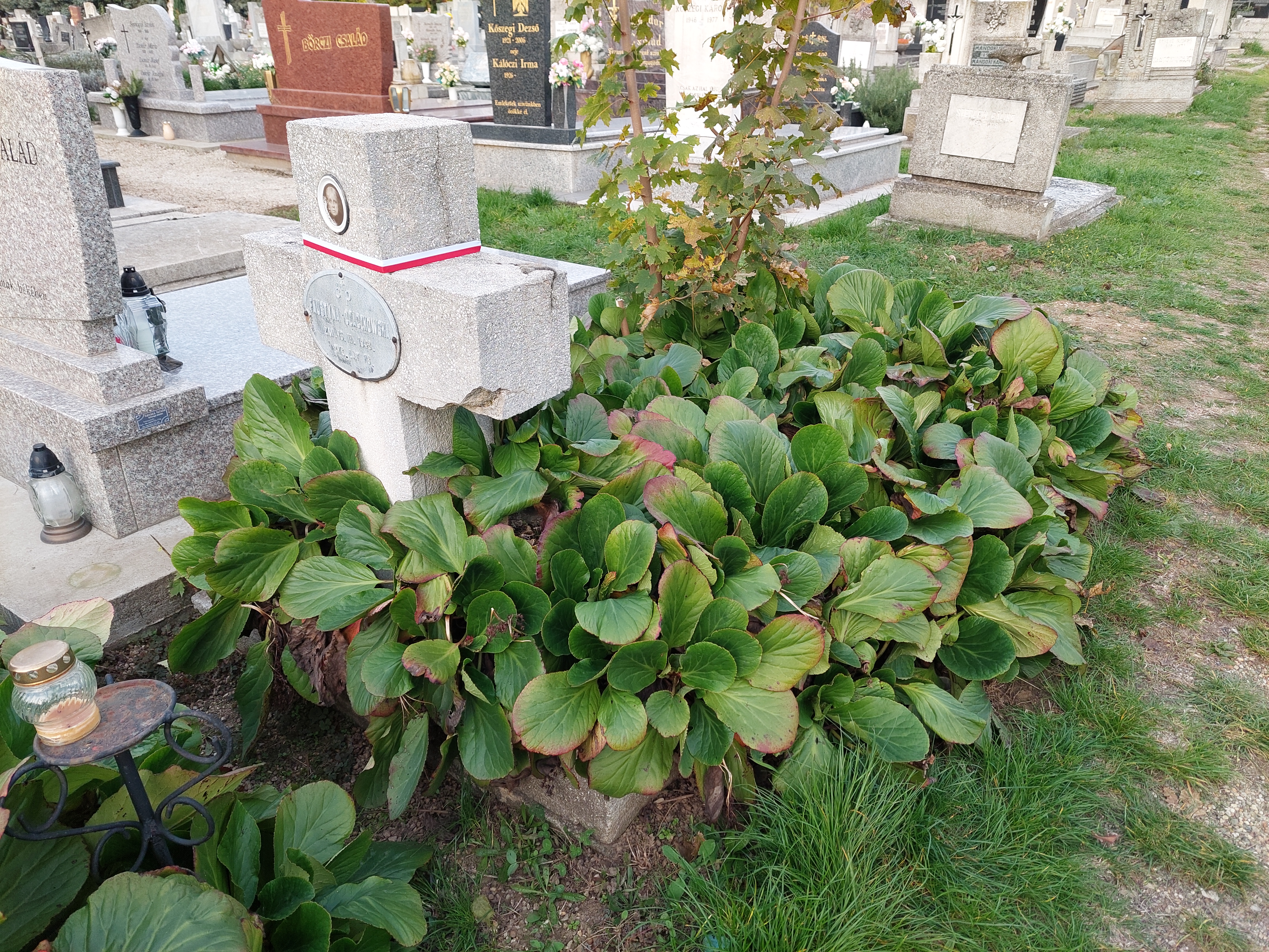 Grave with a stone cross and a plaque surrounded by green plants in a cemetery. A small candle holder is visible nearby. Other graves are in the background.