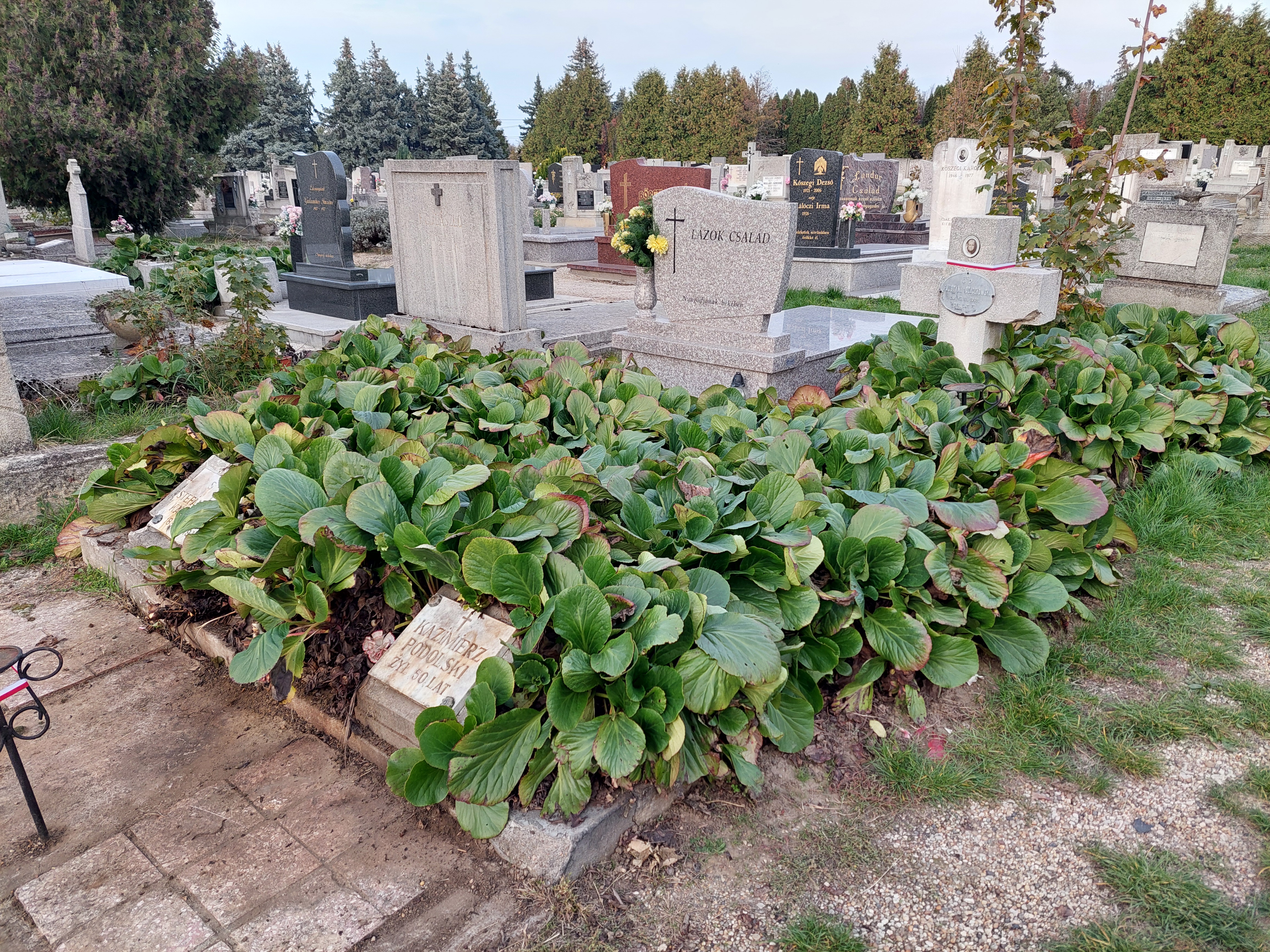 Graves of Polish refugees at a cemetery. Two stone plaques with inscriptions are partially covered by green plants. Other graves and tombstones are visible in the background.