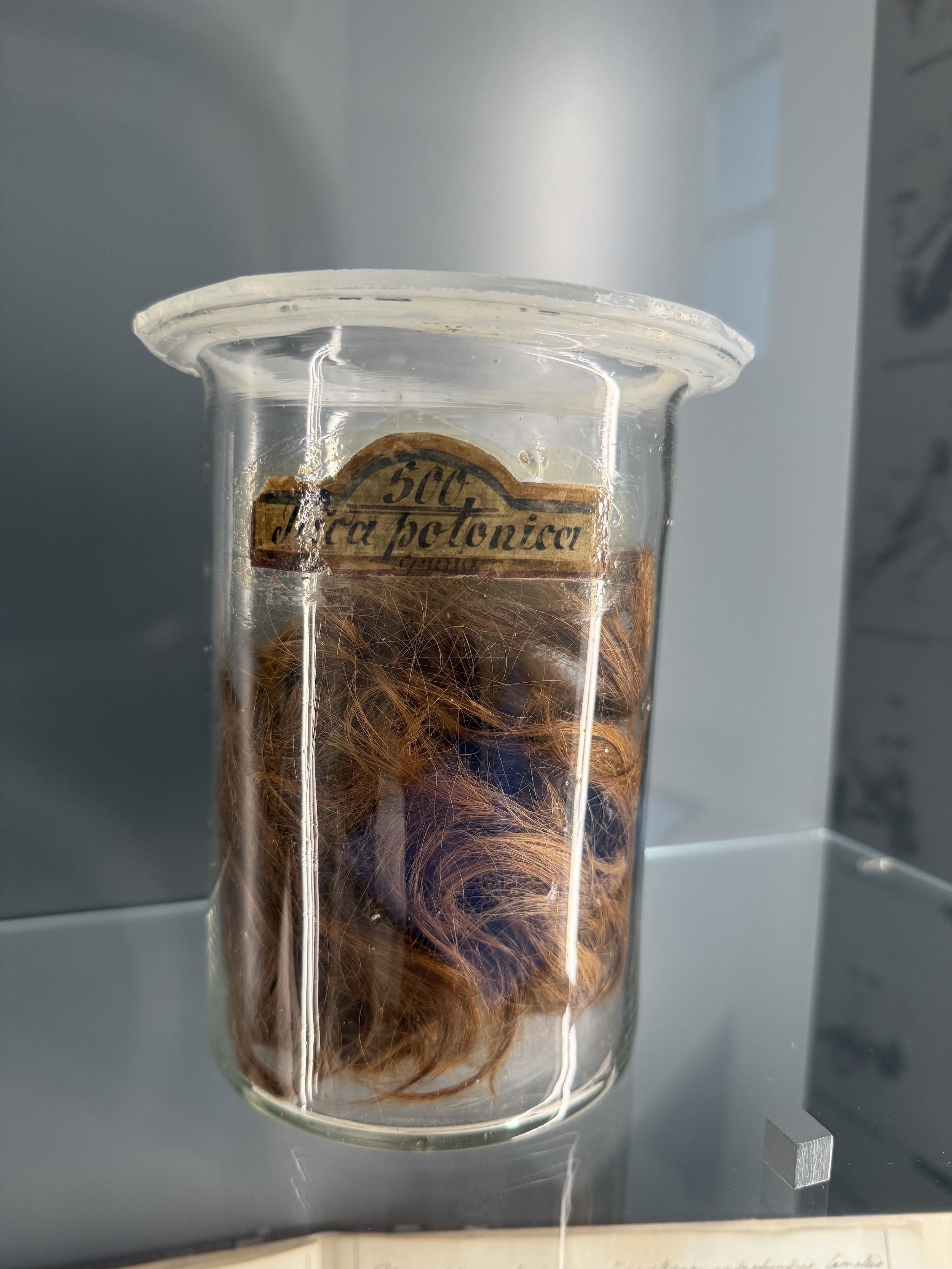 Fotografia przedstawiająca Kołtun polski w Muzeum Patologiczno-Anatomicznym w Wiedniu