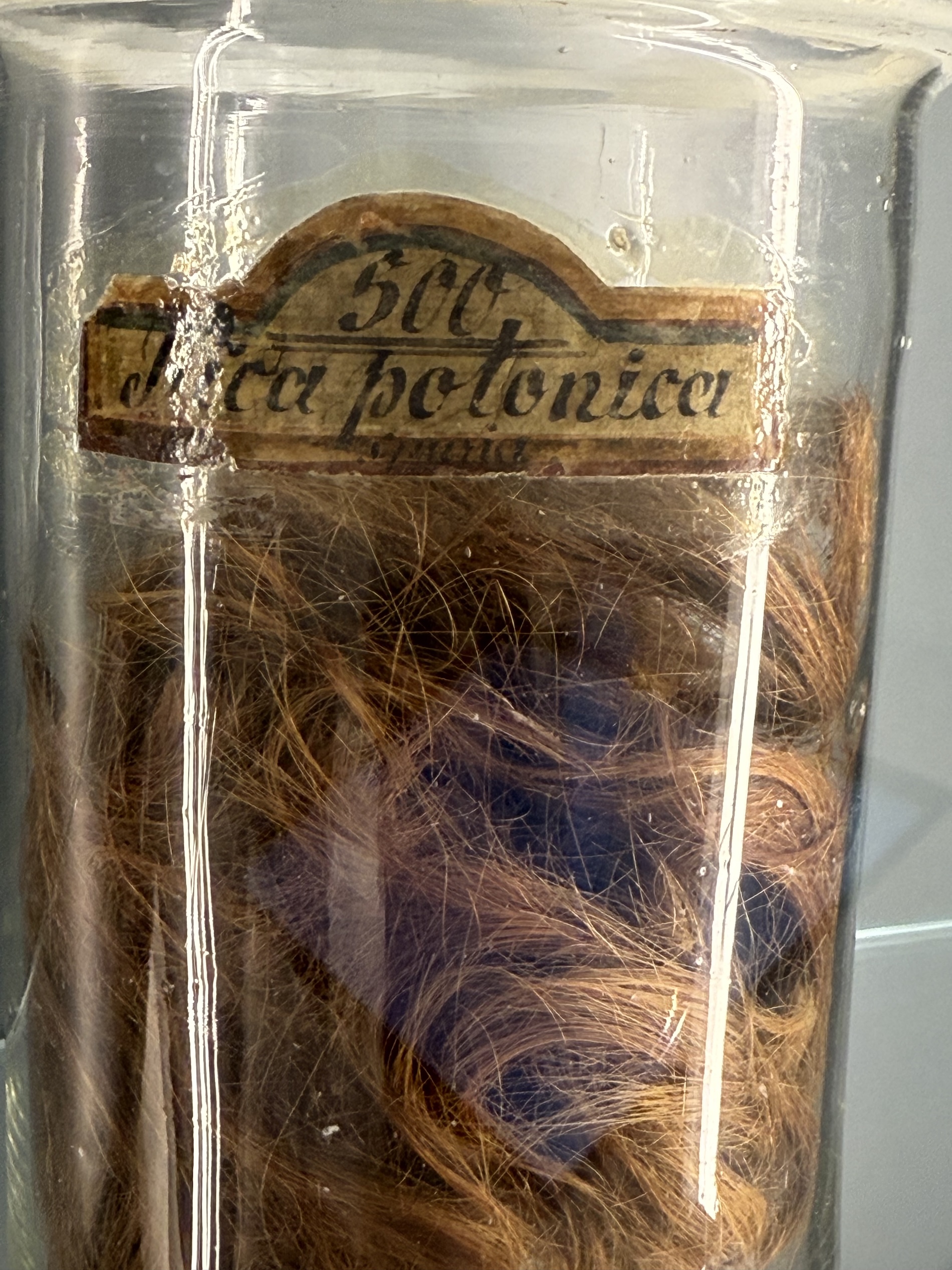 Fotografia przedstawiająca Kołtun polski w Muzeum Patologiczno-Anatomicznym w Wiedniu