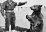 Fotografia przedstawiająca Pomnik niedźwiedzia Wojtka w Imola