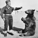 Fotografia przedstawiająca Pomnik niedźwiedzia Wojtka w Imola