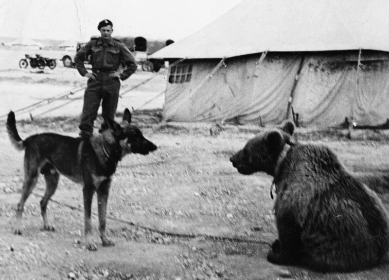 Fotografia przedstawiająca Pomnik niedźwiedzia Wojtka w Imola