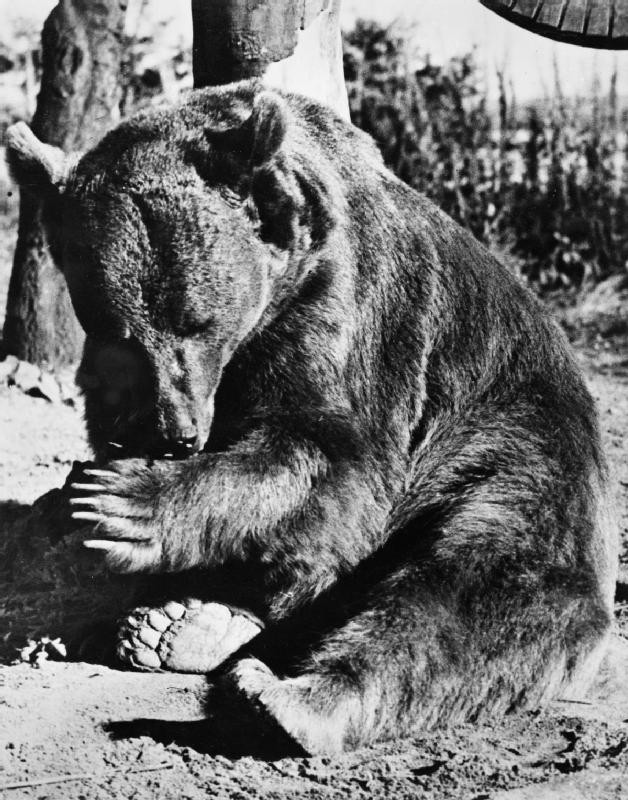 Fotografia przedstawiająca Pomnik niedźwiedzia Wojtka w Imola