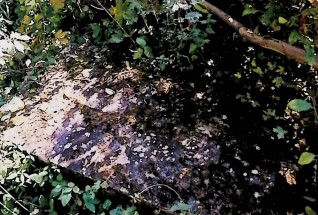 Nagrobek pokryty mchem, otoczony gęstą roślinnością. Na powierzchni kamienia widoczny płaskorzeźbiony krzyż i inskrypcja.