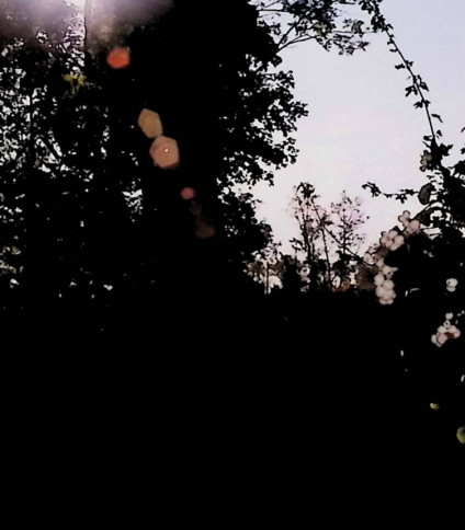 Sylwetka drzew z prześwitującym światłem słonecznym, tworzącym efekty flary w leśnym otoczeniu.