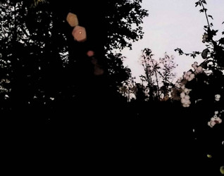 Sylwetka drzew z prześwitującym światłem słonecznym, tworzącym efekty flary w leśnym otoczeniu.