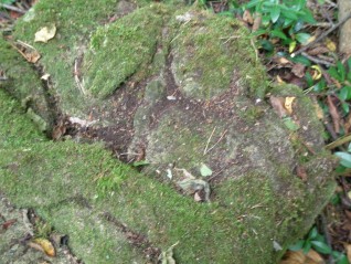 Nagrobek Antoniego Jaworskiego w Puźnikach