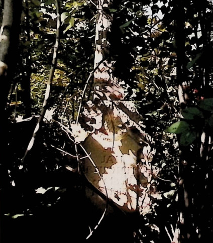 Nagrobek Jana Gruszeckiego z krzyżem przypominającym pień drzewa, otoczony liśćmi. Krzyż zdobi relief Chrystusa i liście dębu. Na cokole widoczna tablica z inskrypcją.