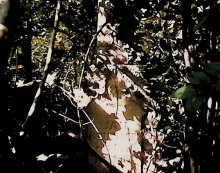 Nagrobek Jana Gruszeckiego z krzyżem przypominającym pień drzewa, otoczony liśćmi. Krzyż zdobi relief Chrystusa i liście dębu. Na cokole widoczna tablica z inskrypcją.